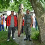 2010 07. 26. 50000 gr. MOHOSZ Szepezdfürdői Horgásztanyán fogott harcsa